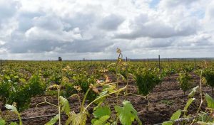 Vinedo-en-la-DO-Rueda-primavera