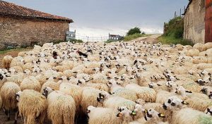 ganaderia ovino churra lechazo IGP