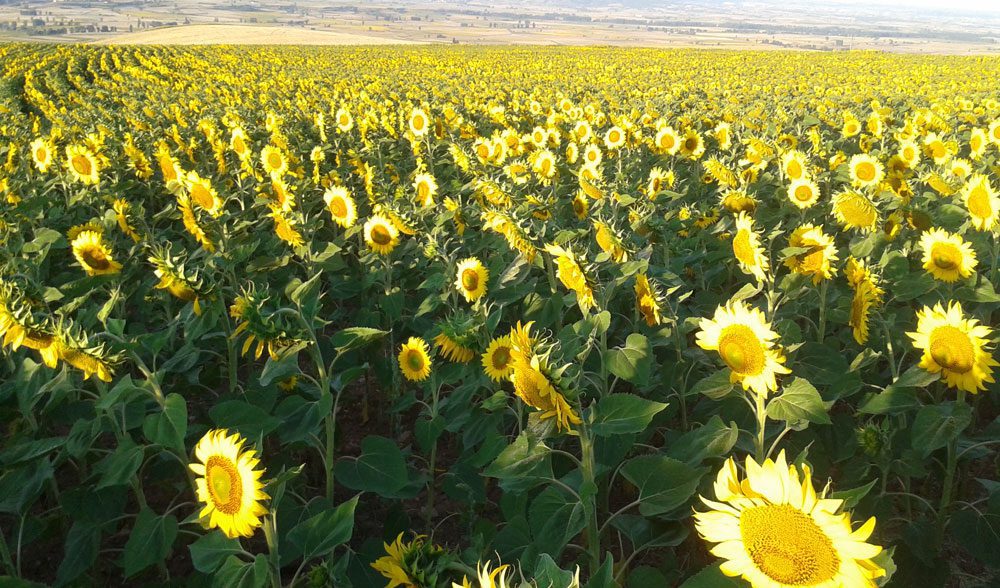 girasol Bureba