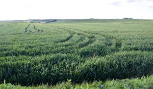 CEREAL TRIGO RODERAS PAISAJE