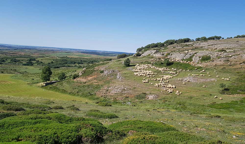 ovejas-ganado-la-ojeda-palencia-paisaje,-Jose-Luis-Fraile