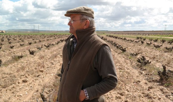Abdon Segovia viticultor