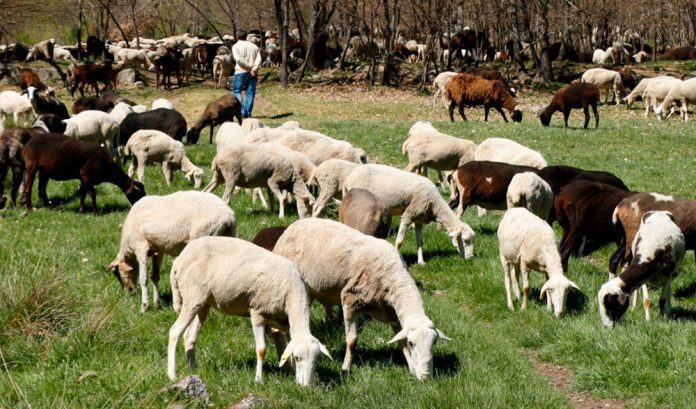 ganadero zamora ovejas