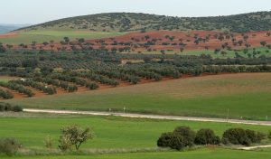 paisaje agricola