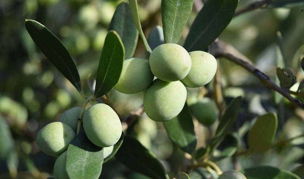 olivo aceite aceituna