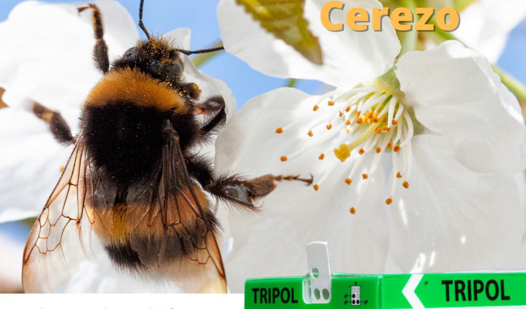 tripol cerezo