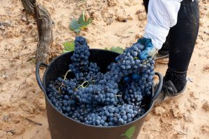 uvas ribera alta vinedo