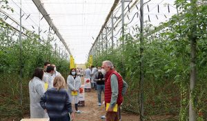 tomate invernadero