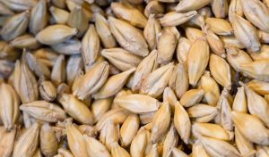 grano cereal