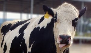 vacuno de leche vaca