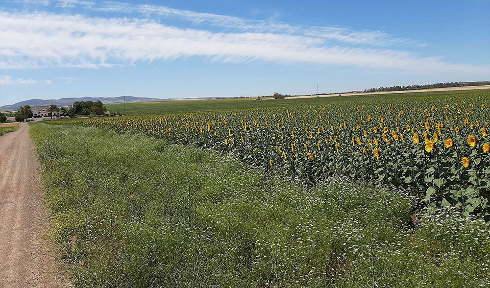 girasol-camino