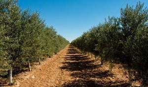 olivar