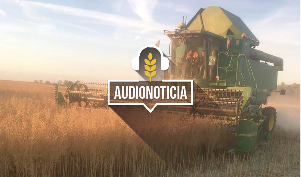 colza-audionoticia