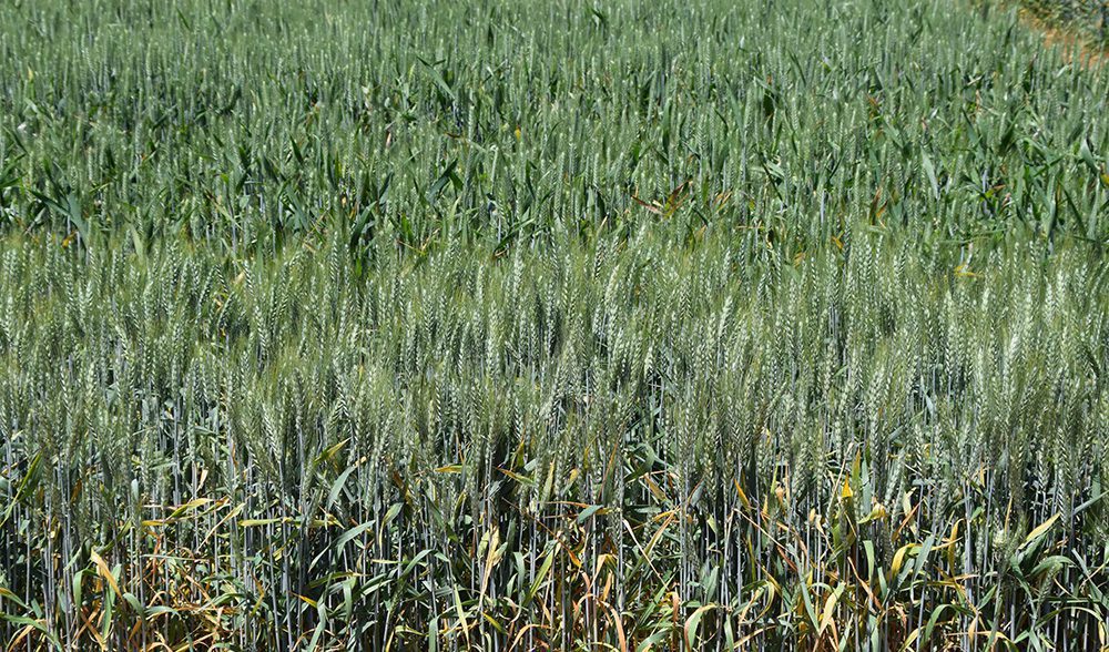 trigo ensayos Itacyl