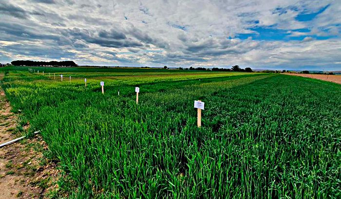 trigo-campo-de-ensayo-Cobadu