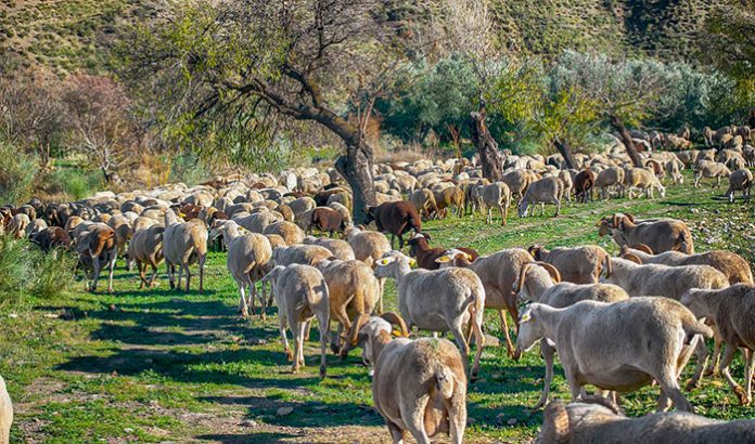 ovino-ganadería-ovejas
