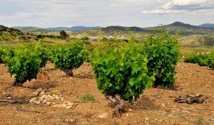 viñedo en vaso, verano