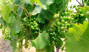 Viticultura en verde