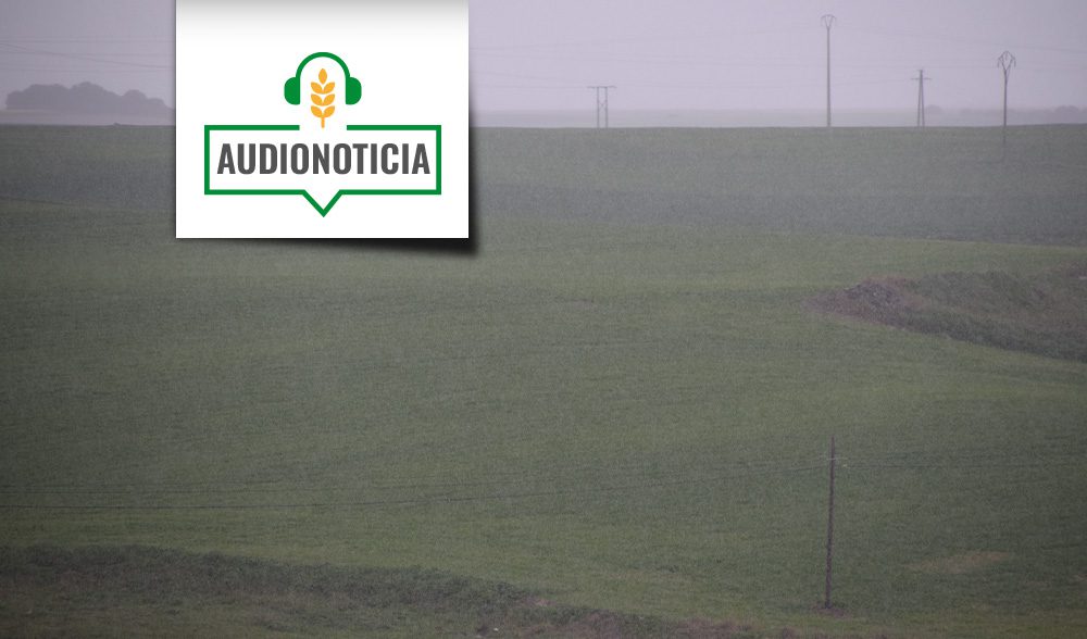 cereal audionoticia