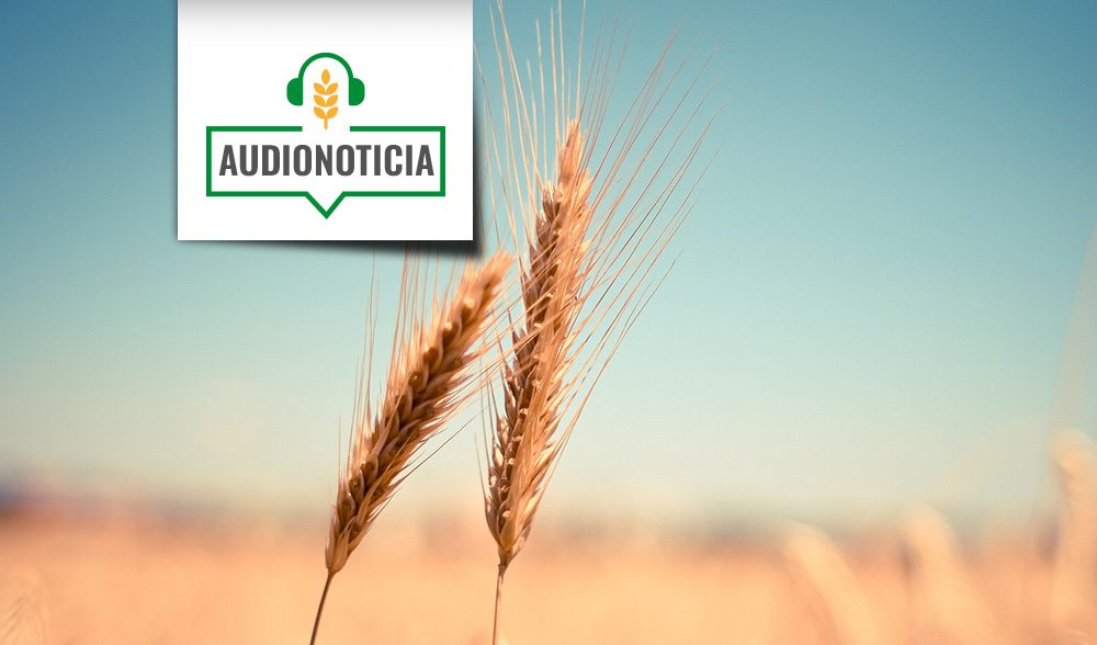 trigo, precios
