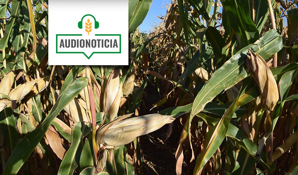 maiz-audionoticia