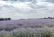 Lavanda