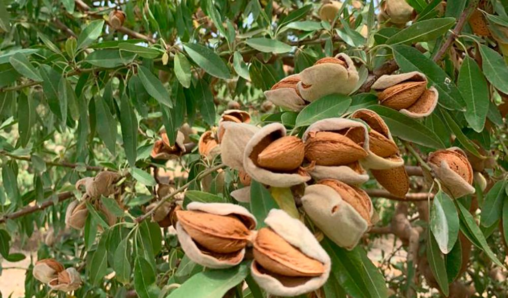 almendra