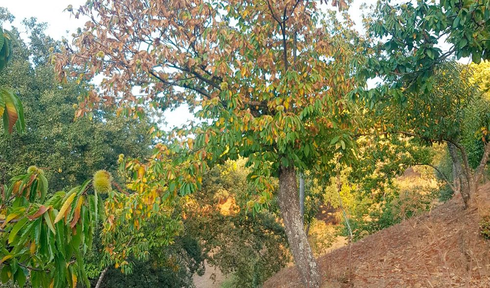 castaña