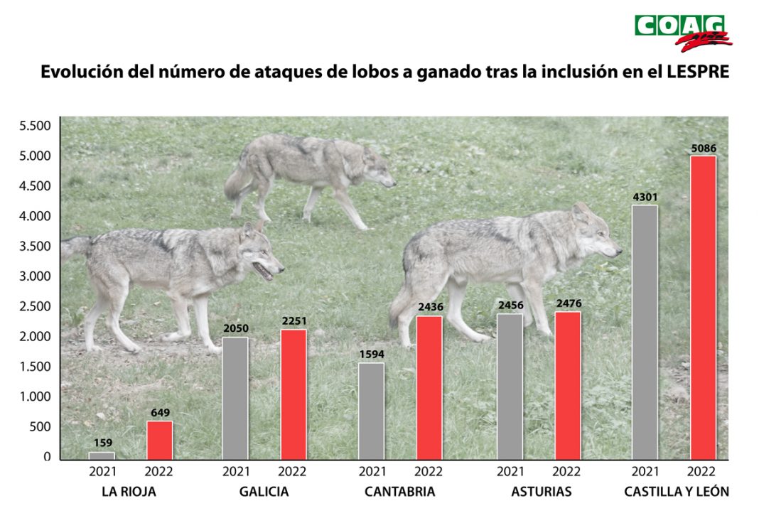 lobo