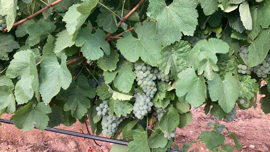 viñedo do rueda