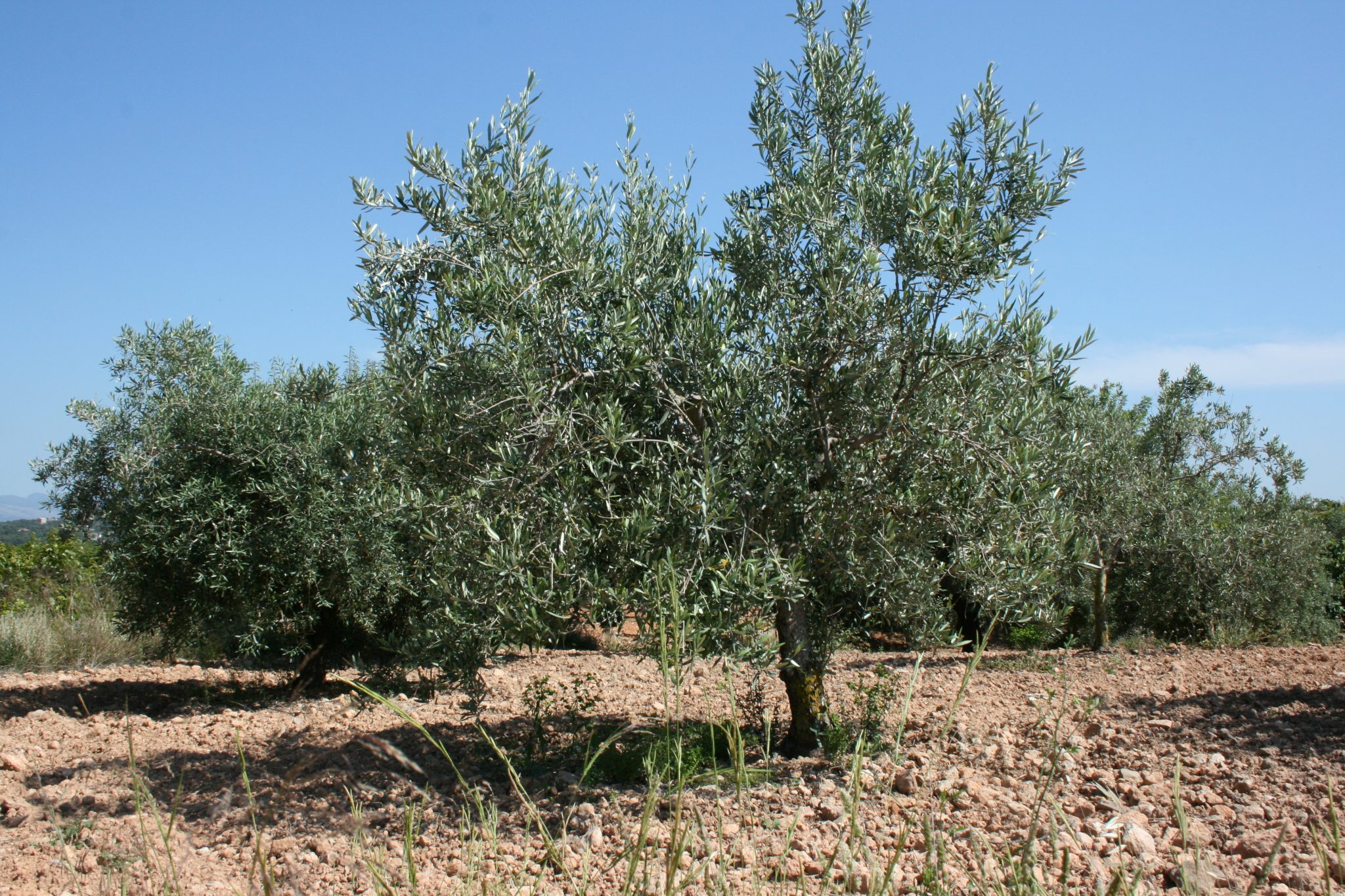 olivo olivar aceituna