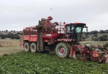 arranque de remolacha