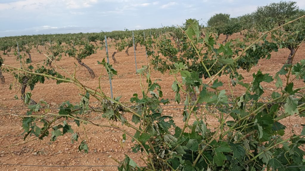 viñedo en espaldera albacete castilla-la mancha