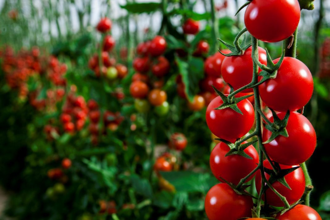 tomate