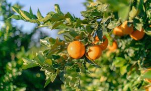 naranja en campo