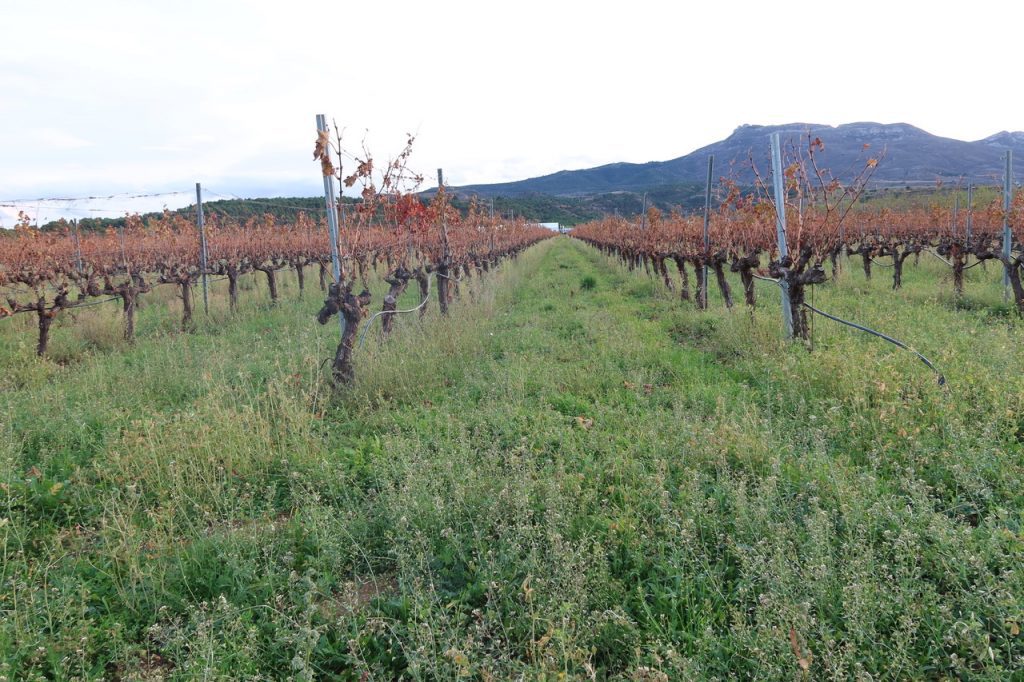 viñedo con cubierta vegetal