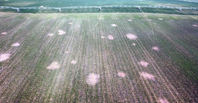 Daños topillos aérea Boadilla Rioseco