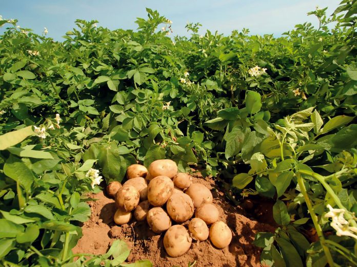 patata, fertilización
