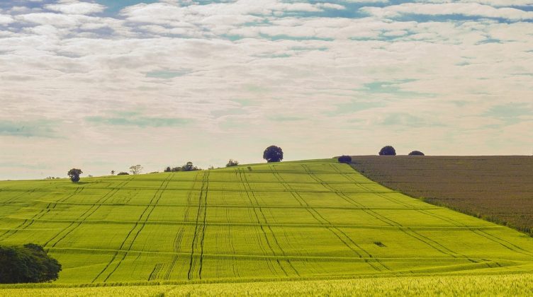 paisaje cultivos