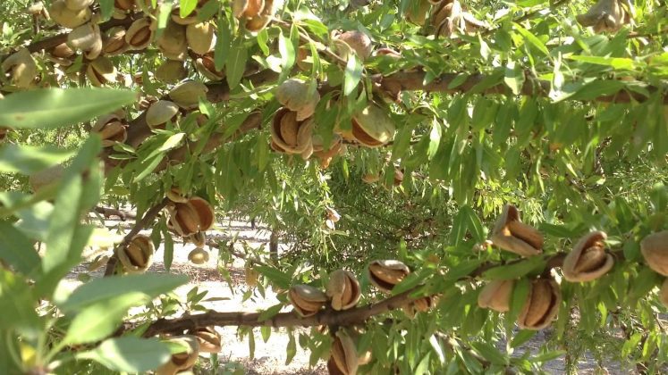 almendra