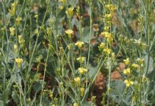 carinata