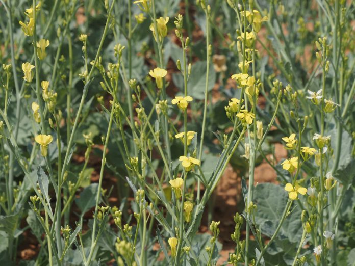 carinata