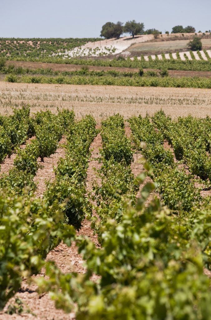 Viñedo bodega Hiriart