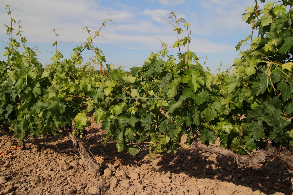 viñedo