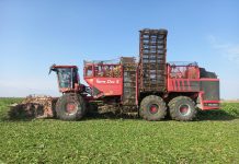 Recolecta de remolacha en Pinzón (Sevilla)