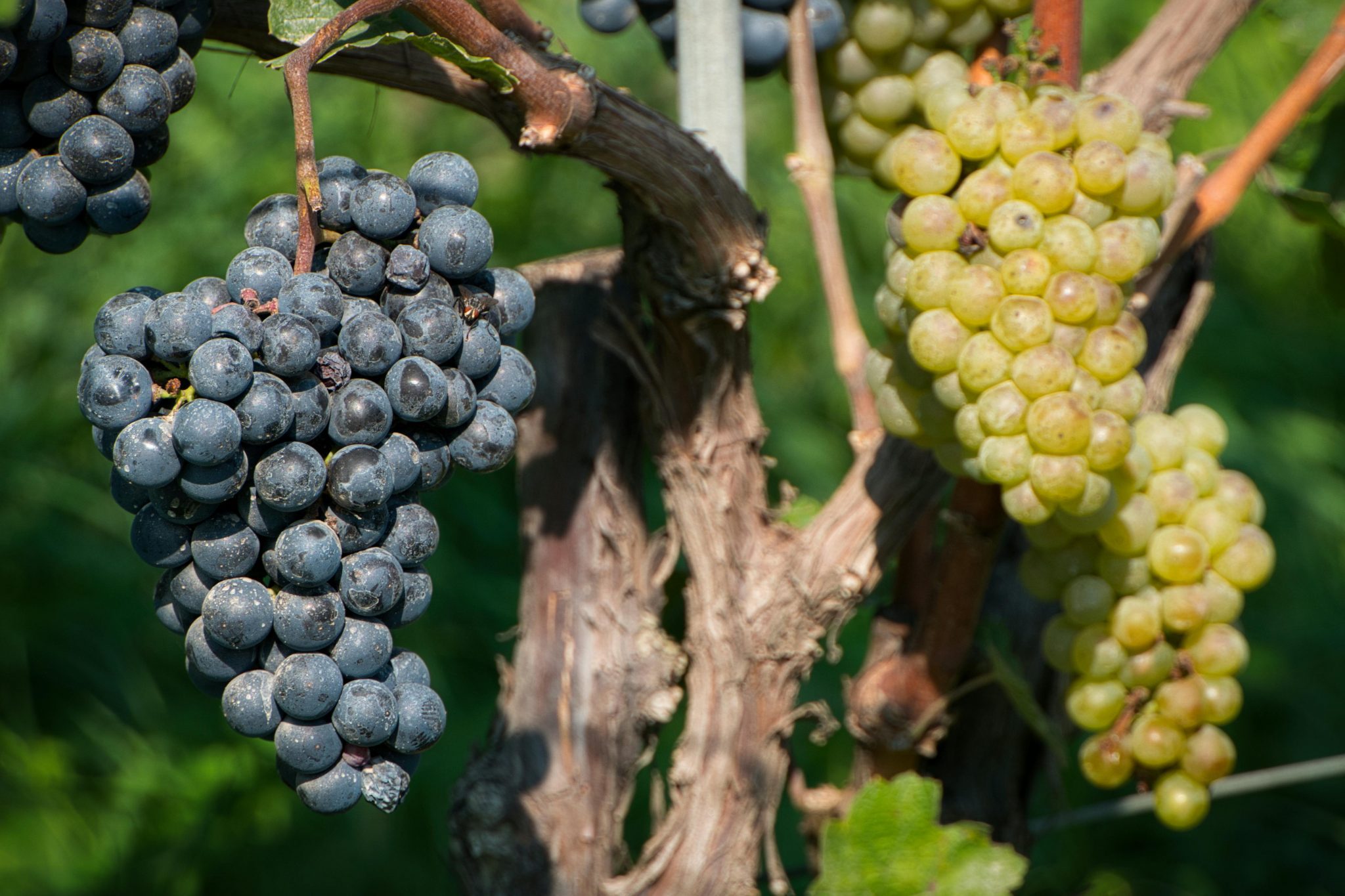 Viñedo listo para cosechar