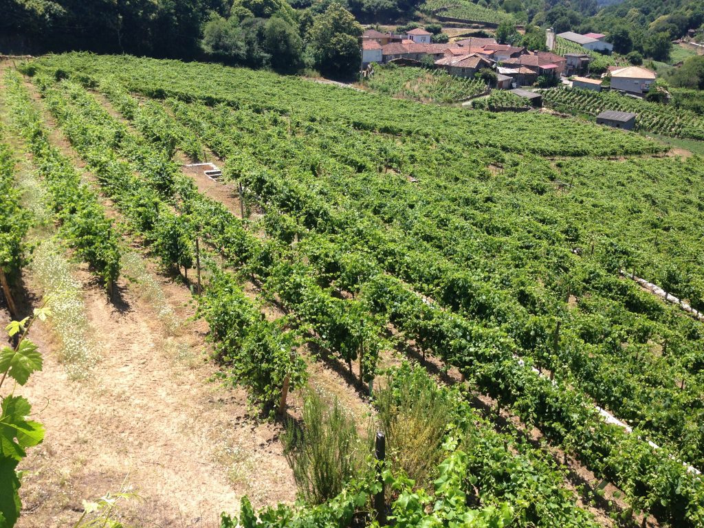 Viñedos de la cooperativa AGACA