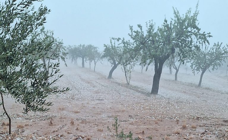 Plantación afectada por la DANA