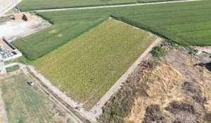 campo de ensayo patata villamarciel