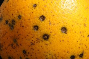Cargamentos de cítricos sudafricanos infectados